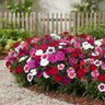 Dianthus chinensis Coronet Mixture Portfolio China Pinks