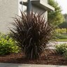 Pennisetum hybrid Royal Collection First Knight Portfolio Fountain Grass