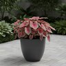 Caladium bicolor Sizzle Portfolio Strap Leaf Angel Wings
