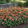 Zinnia x hybrida Profusion Red Yellow Bicolor Portfolio Zinnia