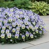 Viola x hybrida ColorMax Icy Blue Portfolio Large-Flowered Viola