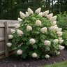 Hydrangea quercifolia Autumn Reprise Portfolio Oakleaf Hydrangea