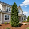 Juniperus virginiana Brodie Portfolio Eastern Red Cedar