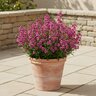 Angelonia angustifolia Guardian Angel Berry Sparkler Portfolio Summer Snapdragon