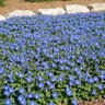Evolvulus glomeratus Beach Bum Blue Portfolio Dwarf Morning Glory