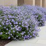 Ageratum houstonianum Monarch Magic Portfolio Floss Flower