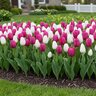 Tulipa Bulb Portfolio Berries and Cream Mixture Tulip