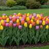 Tulipa Bulb Portfolio Bright Lights Mixture Tulip