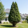 x Hesperotropis leylandii Portfolio Leyland Cypress