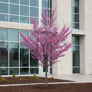 Cercis canadensis Summer's Tower Portfolio Eastern Redbud