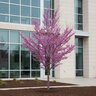 Cercis canadensis Summer's Tower Portfolio Eastern Redbud
