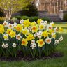 Narcissus Bulb Portfolio Exhibition Mixture Daffodil