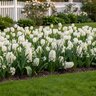 Multi Bulb Portfolio Spring Snowflakes Blend