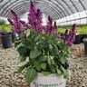 Salvia nemorosa Rose Marvel Portfolio Woodland Sage