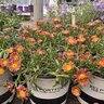 Delosperma x Ocean Sunset Orange Glow Portfolio Ice Plant