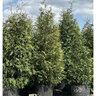 Thuja Green Giant Portfolio Arborvitae