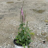 Veronica x Moody Blues Dark Pink Portfolio Speedwell