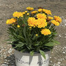 Coreopsis grandiflora Solanna Golden Sphere Portfolio Tickseed