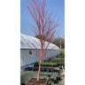 Acer palmatum Sangokaku Portfolio Coral Bark Japanese Maple
