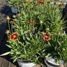 Coreopsis x UpTick Red Portfolio Tickseed
