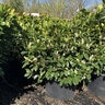 Prunus laurocerasus Green Goblet Portfolio English Laurel