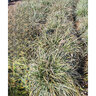 Carex oshimensis Feather Falls Portfolio Japanese Sedge