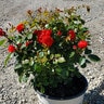 Rosa floribunda Brick House Orange Portfolio Rose