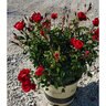 Rosa floribunda Brick House Portfolio Red Rose