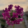 Verbena canadensis Homestead Hot Pink Portfolio Vervain