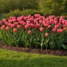 Tulipa Bulb Portfolio Supernova Mixture Tulip