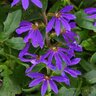 Scaevola aemula Blazen Blue Portfolio Fan Flower