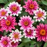 Zinnia x hybrida Profusion Cherry Bicolor Portfolio Zinnia