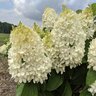 Hydrangea paniculata Sweet Starlight Portfolio Panicle Hydrangea