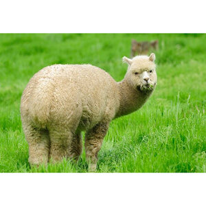 Livestock Grass Seed Mix 25 lb. Bag