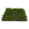 Pro-Trade Apple Light Synthetic Turf 50 oz. Face Weight/71 oz. Total Weight 1.25 in. Apple Green Blades - Green/Brown Thatching