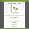 Helleborus x Honeymoon Spanish Flare Proven Winners Lenten Rose