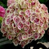 Hydrangea Macrophylla Cityline Ramars Mars Proven Winners Big Leaf Hydrangea 5 gal. (14.88 L) Container
