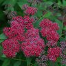 Spiraea japonica Double Play Red Proven Winners Spirea True 2 gal. (7.57 L) Container