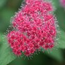 Spiraea japonica Double Play Red Proven Winners Spirea True 2 gal. (7.57 L) Container