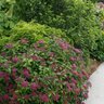 Spiraea japonica Double Play Red Proven Winners Spirea True 2 gal. (7.57 L) Container