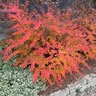 Berberis thunbergii Sunjoy Cinnamon Proven Winners Japanese Barberry True 2 gal. (7.57 L) Container