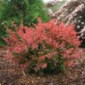 Berberis thunbergii Sunjoy Cinnamon Proven Winners Japanese Barberry True 2 gal. (7.57 L) Container