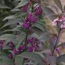 Callicarpa x Color Choice Purple Pearls Proven Winners Beautyberry True 3 gal. (11.36 L) Container