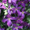 Clematis x Happy Jack Purple Proven Winners Clematis True 1 gal. (3.79 L) Container