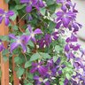 Clematis x Happy Jack Purple Proven Winners Clematis True 1 gal. (3.79 L) Container
