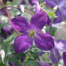 Clematis x Happy Jack Purple Proven Winners Clematis True 1 gal. (3.79 L) Container