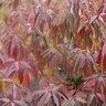 Cornus obliqua Color Choice Red Rover Proven Winners Silky Dogwood True 3 gal. (11.36 L) Container