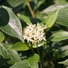 Cornus obliqua Color Choice Red Rover Proven Winners Silky Dogwood True 3 gal. (11.36 L) Container