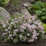 Deutzia x Yuki Cherry Blossom Proven Winners Deutzia True 3 gal. (11.36 L) Container
