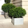 Buxus Microphylla Sprinter Proven Winners Boxwood 18 in. Height Ball and Burlap